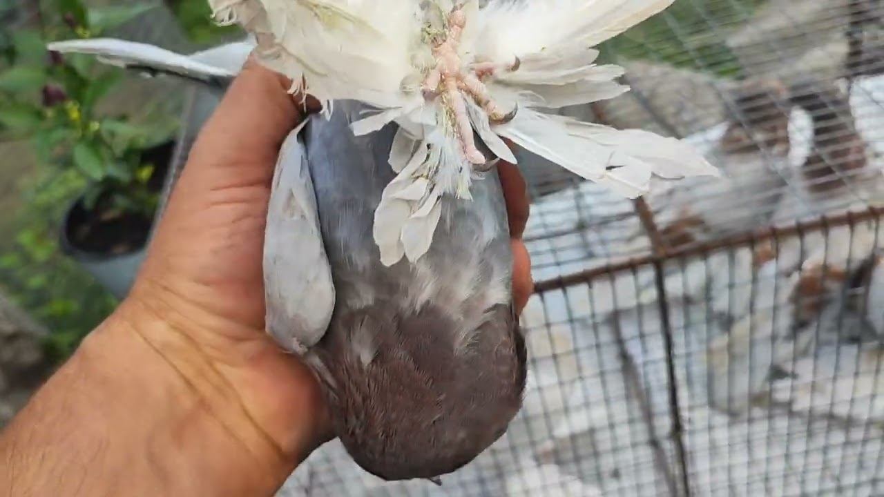 Обзор молодняка 21.08.22г.