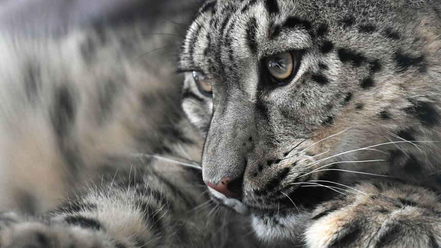 Запомнит на всю жизнь: барс напал на лыжницу, пытавшуюся сделать с ним селфи смотреть онлайн