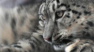 Запомнит на всю жизнь: барс напал на лыжницу, пытавшуюся сделать с ним селфи