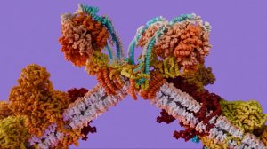 Как действует кофеин