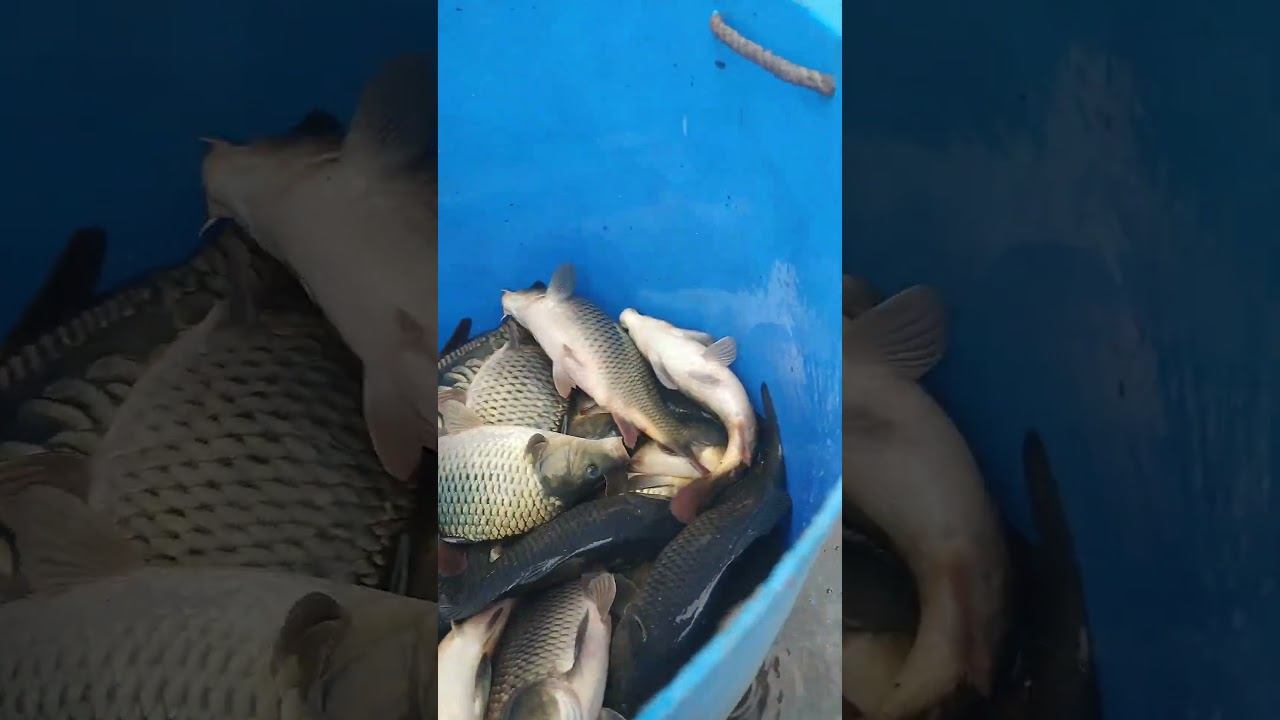 Запустили тонну карпа в пруд рыбалка платнаярыбалка рыбалкавтуле тула карпй