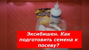 Подготовка семян лука Эксибишен к посеву на рассаду: пошаговая инструкция.
