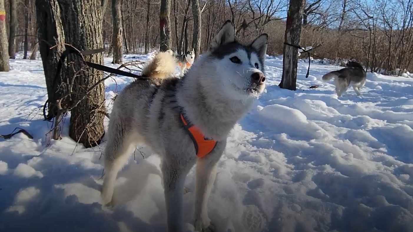 "Хаски трип" в Самаре смотреть онлайн