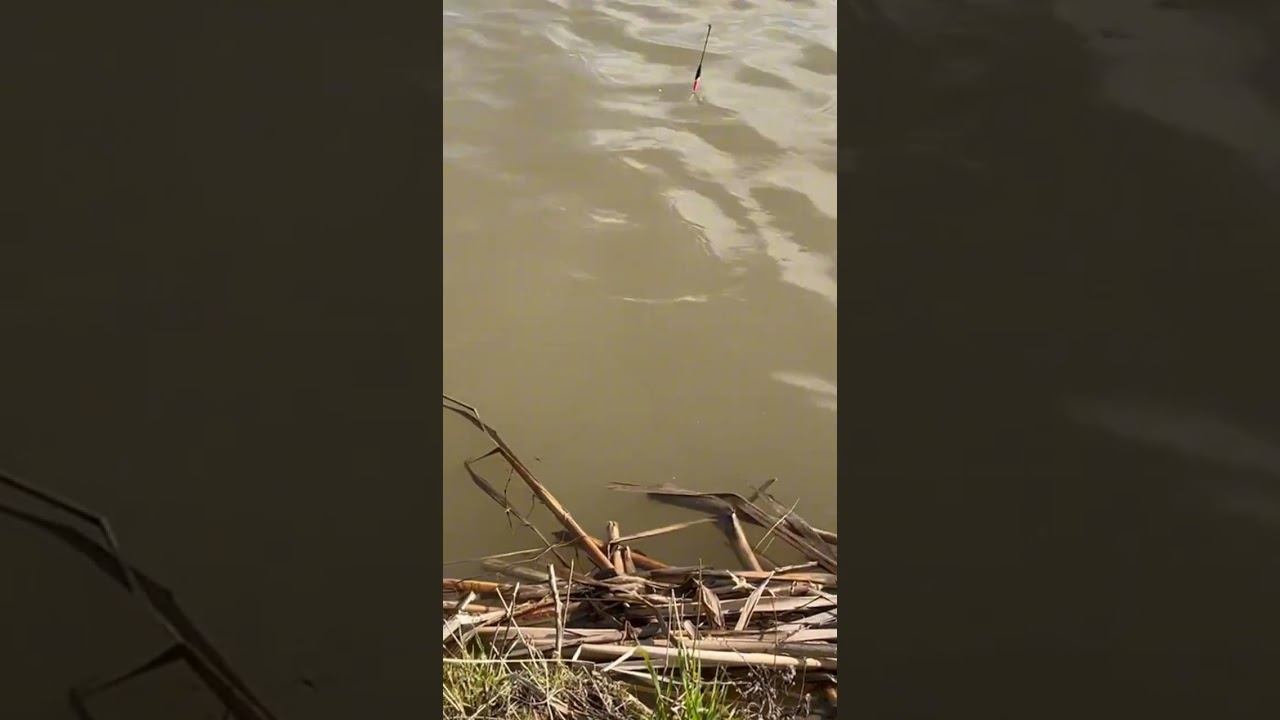 Видео с рыбалки от наших гостей #fishing #платнаярыбалка #nature #carp #рыбалка #carpfishing