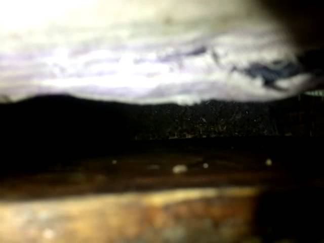 Пчёлы 20 февраля 2015г.