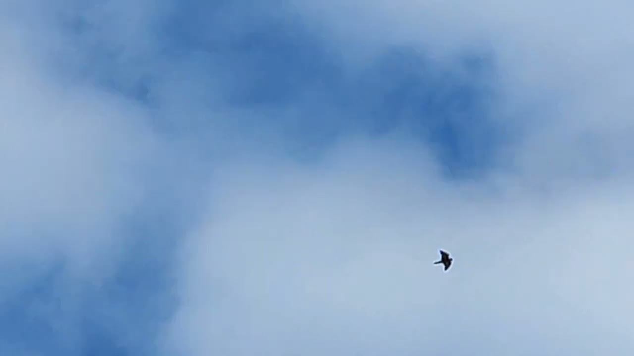 Ястреб атакует голубей 10.02.2022г.