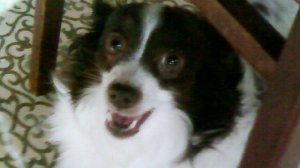 Собаки барабаки! Веселые собаки радуют глаза. #собаки 💖👍