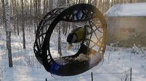 Полет синицы, хвать лазоревки и миссис жрун