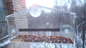 Птицы в окне