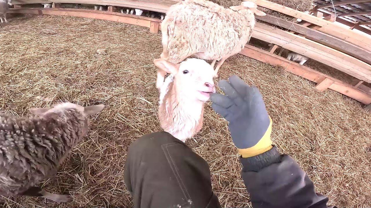 Страусы снесли яйцо !Нашел хатку бобра ! ХУТОР В ЛЕСУ №954