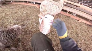 Страусы снесли яйцо !Нашел хатку бобра ! ХУТОР В ЛЕСУ №954