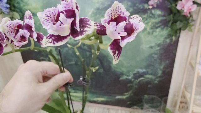 а117 смотреть онлайн