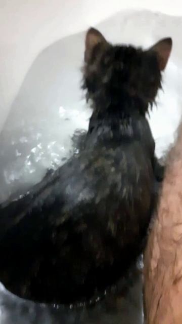 Кот сам лезет в воду