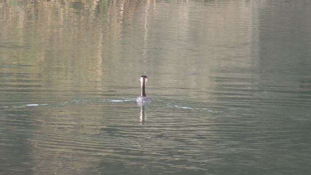 Поганки в Сочи. Чёрное море 🌊 смотреть онлайн