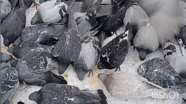 Они потребовали еду!