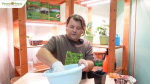 Комнатное цветоводство. Криптантус.