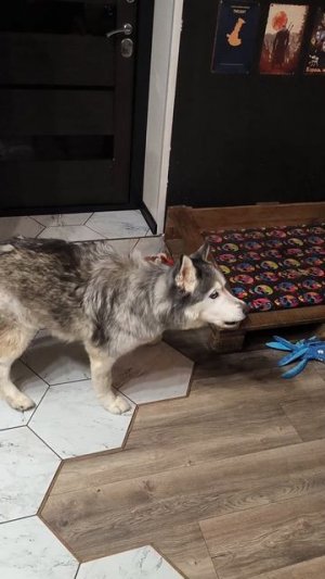 Я злой и страшный серый хась