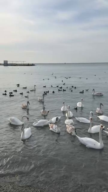 Моя ферма лебедей, принимаю заказ на покормить моих птичек