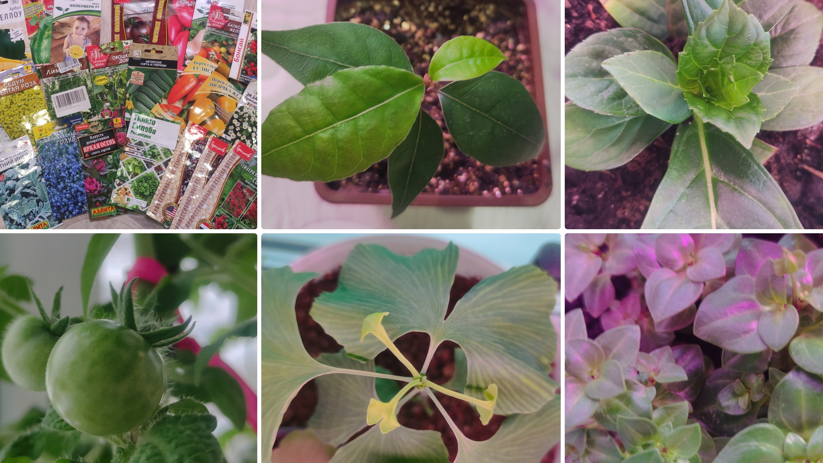 Сезон 2026.Рассада на конец января.Гинкго Билоба из семян.Мини томаты на окне.Лавровый лист из семян смотреть онлайн