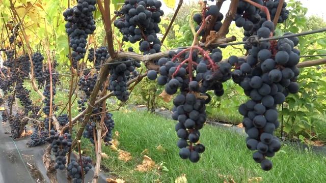 Виноград Благодать