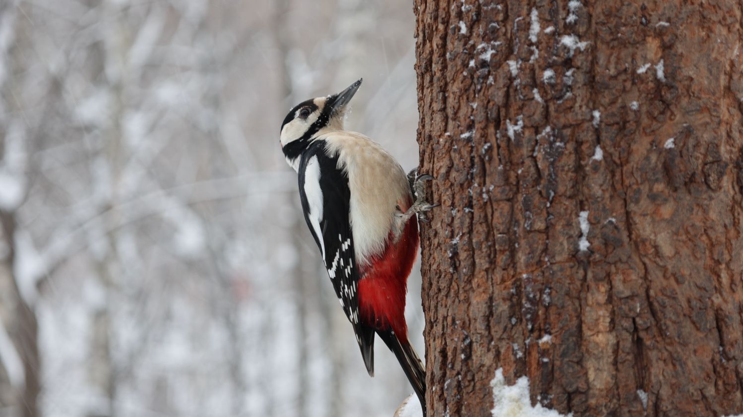 Снегопад. Две белки и дятел. Зарисовка смотреть онлайн