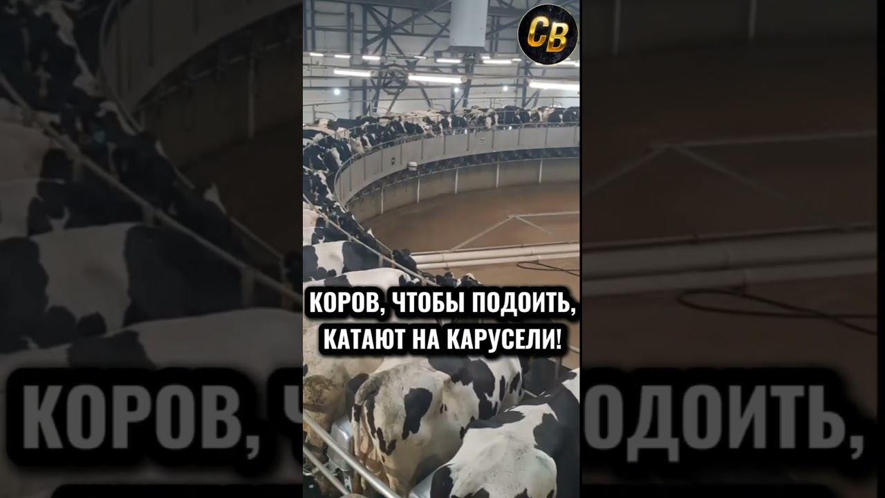 33 КОРОВЫ #шортс #россия #калининград #корова смотреть онлайн