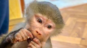 Посмотрите как Люся ЛЮБИТ МЯСО, им она не поделится даже с Владом!