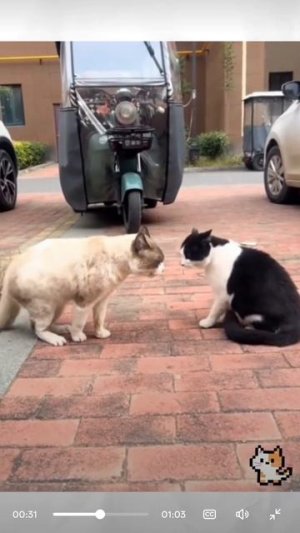 Смешные коты