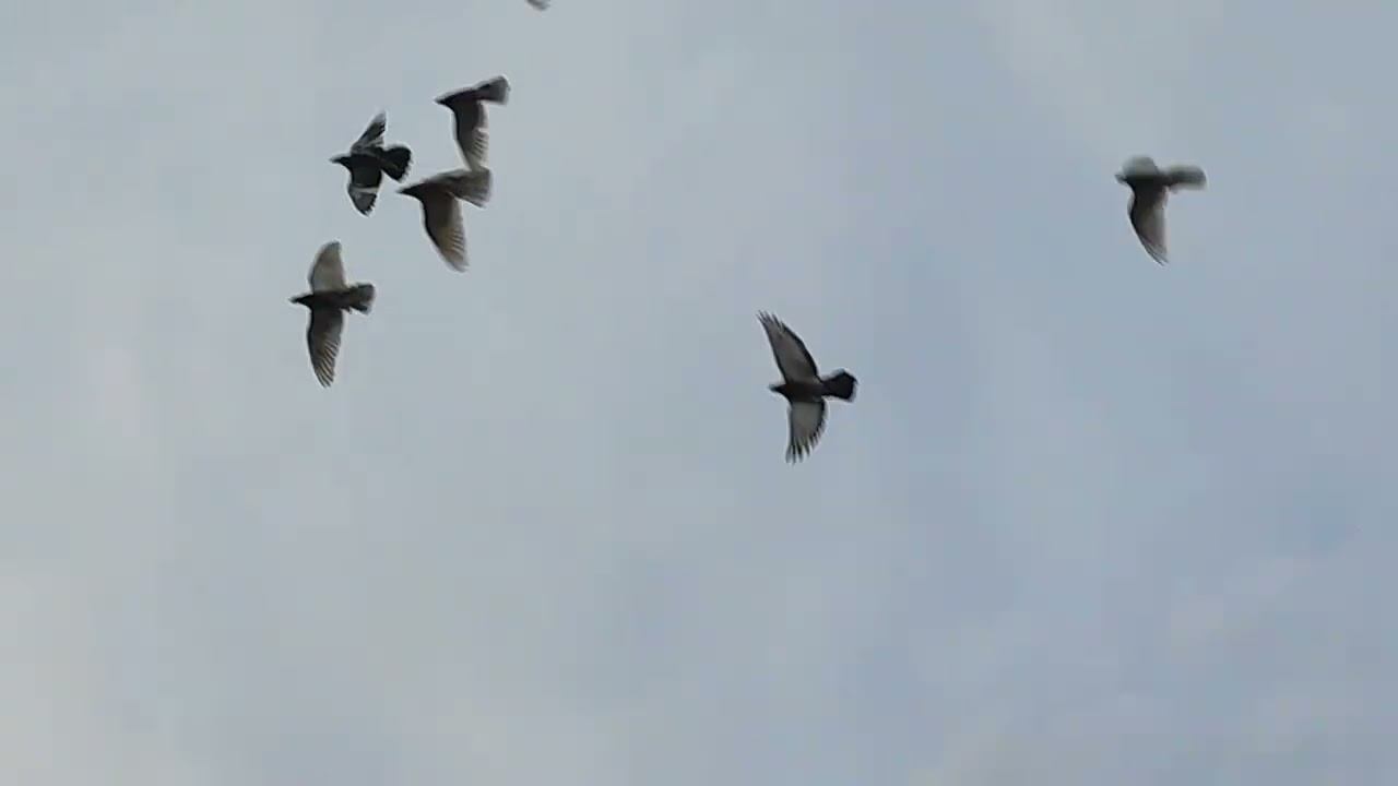 Гон голубей 21.08.22г.