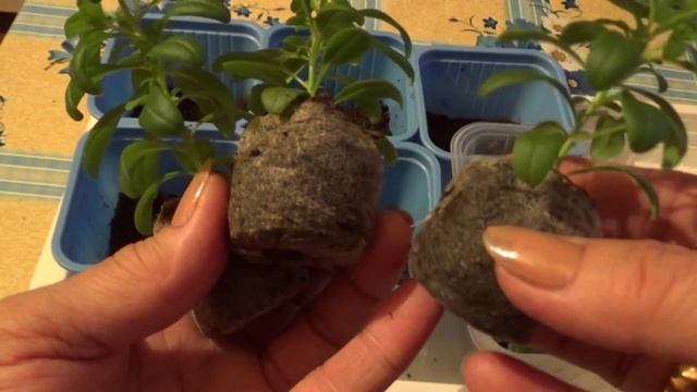 2176.  Красавица ,как ты хороша, калиброша!