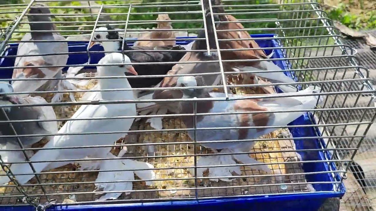 Агасиевская молодёжь