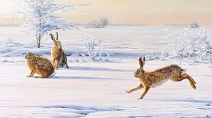 ОХОТА НА ЗАЙЦА. ТАК МНОГО ЗАЙЦА, Я УСТАЛ ИХ ПОДНИМАТЬ. ТРОПЛЕНИЕ ЗАЙЦА ПО НАСТУ В МОРОЗ.