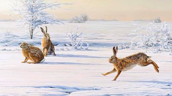 ОХОТА НА ЗАЙЦА. ТАК МНОГО ЗАЙЦА, Я УСТАЛ ИХ ПОДНИМАТЬ. ТРОПЛЕНИЕ ЗАЙЦА ПО НАСТУ В МОРОЗ.