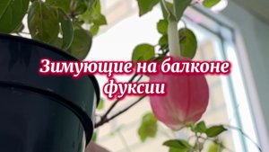 Уход за фуксиями зимой