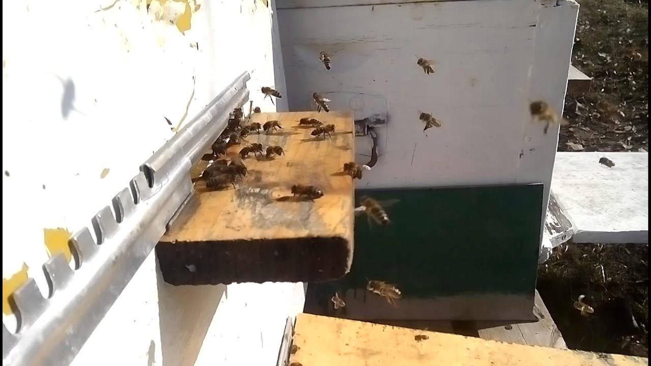 Пчёлы в марте 2016 года.