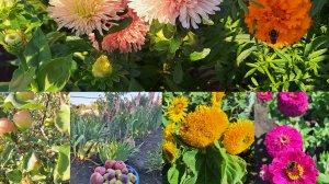 Жизнь Деревенская