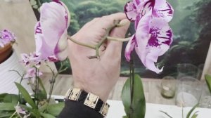 Напоминаю а124