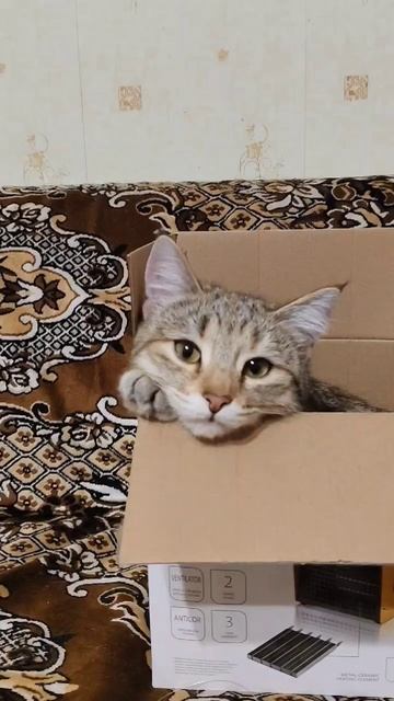 Люся из коробки смотреть онлайн