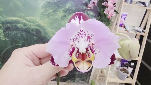 блек пиано а102 смотреть онлайн