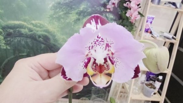 блек пиано а102