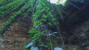 Водопады. Сочи. Абхазия. Лес. Горы. Дорога. Тест экшн камеры в разных режимах.