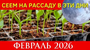 Когда сеять на рассаду в ФЕВРАЛЕ 2026. Лунный посевной календарь на февраль 2026