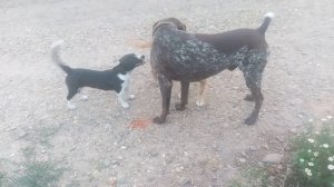 Сериал Пёс Пёс-Кот 136 серия