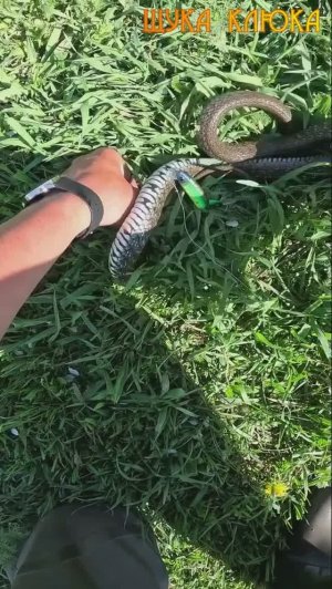 🔥 Ловил щуку, а поймал гада... 🔥 #рыбалка #змея #fishing #шортс