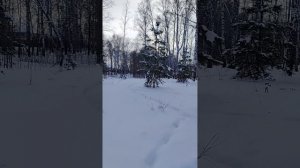 Прогулка на лыжах