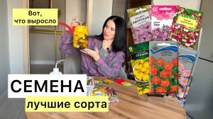 Обзор СЕМЯН! Всхожесть! Мой опыт! Посев камнеломки!