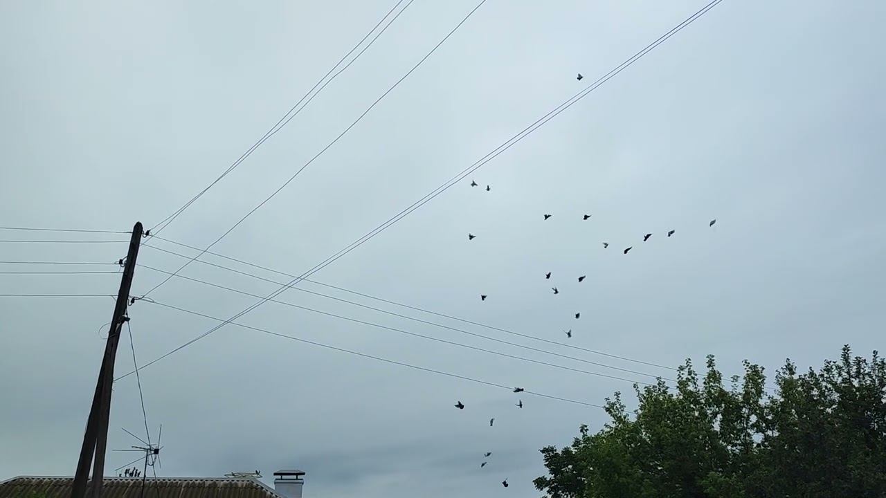 Гон голубей 23.07.23г.