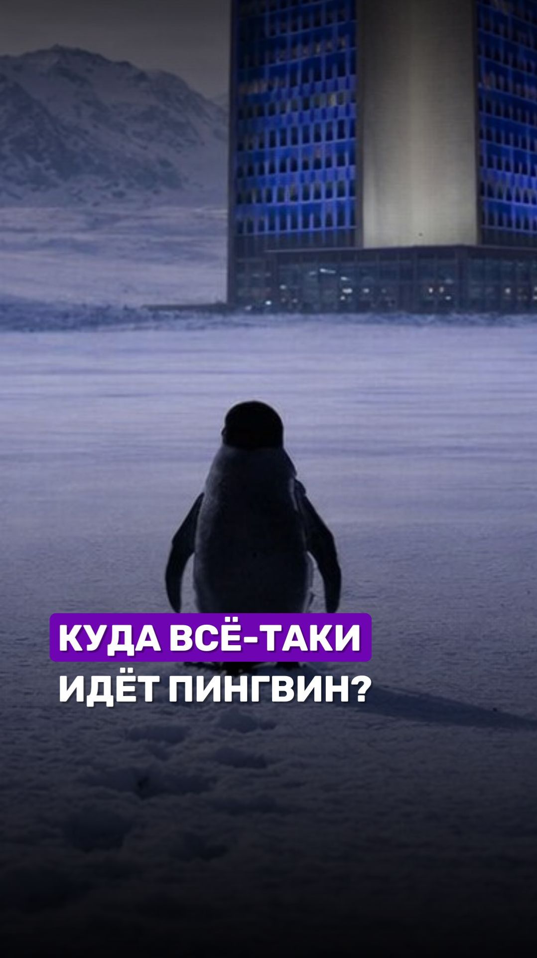 Пингвин, который своим упорством покорил весь мир! #бт #беларусь #беларусь1 #мотивация #пингвин смотреть онлайн