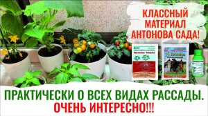 Когда сеять рассаду Формула выращивания здоровой рассады всех овощей и цветов