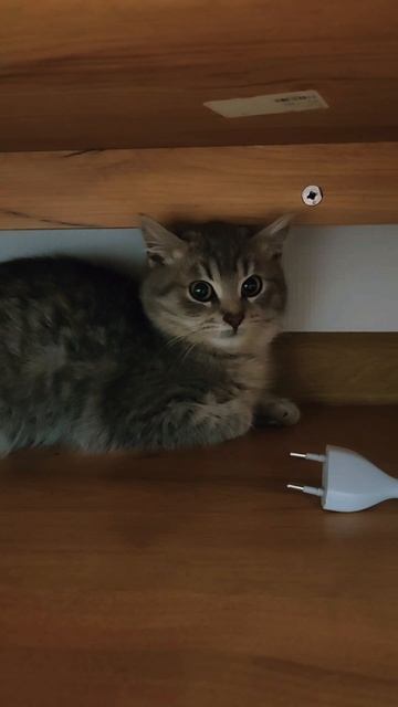 Сергей и Алиса | История двух сердец | Мисти | День 1